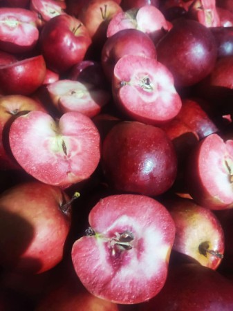 597898218_873020735702778_8091902004875506803_n (1).jpg